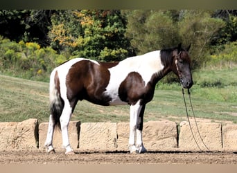 Draft Horse Blandning, Valack, 5 år, Tobiano-skäck-alla-färger