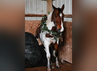 Draft Horse Blandning, Valack, 6 år, 150 cm, Pinto