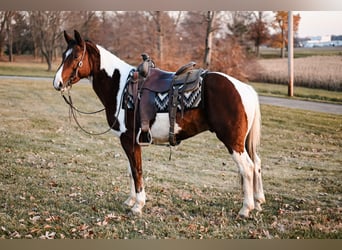 Draft Horse Blandning, Valack, 6 år, 150 cm, Pinto
