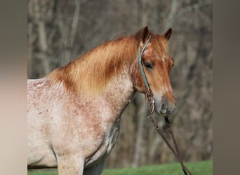 Draft Horse, Valack, 6 år, 152 cm, Rödskimmel
