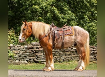 Draft Horse, Valack, 6 år, 157 cm, Fux
