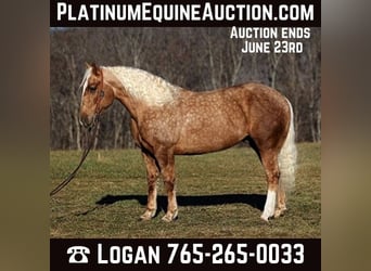 Draft Horse, Valack, 6 år, 157 cm, Palomino