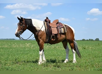 Draft Horse, Valack, 6 år, 157 cm, Tobiano-skäck-alla-färger