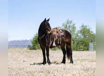 Draft Horse Blandning, Valack, 6 år, 160 cm, Brun