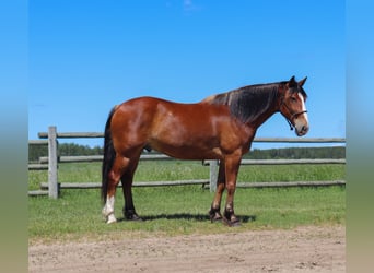 Draft Horse Blandning, Valack, 6 år, 163 cm, Brun