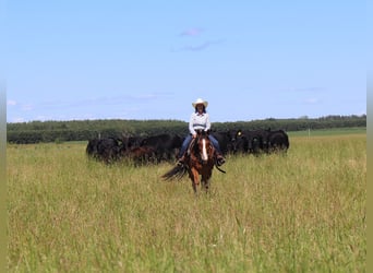 Draft Horse Blandning, Valack, 6 år, 163 cm, Brun