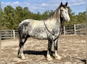 Draft Horse Blandning, Valack, 6 år, 163 cm, Grå