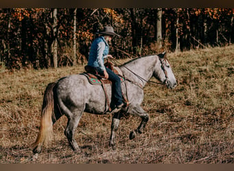 Draft Horse, Valack, 6 år, 163 cm, Gråskimmel