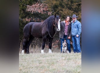 Draft Horse, Valack, 6 år, 163 cm, Tobiano-skäck-alla-färger