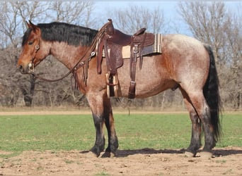 Draft Horse, Valack, 6 år, 165 cm, Brunskimmel