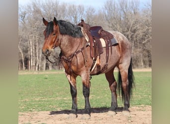 Draft Horse, Valack, 6 år, 165 cm, Brunskimmel