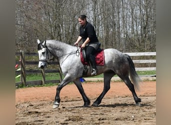 Draft Horse Blandning, Valack, 6 år, 165 cm, Grå