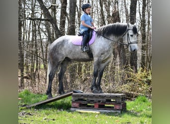 Draft Horse Blandning, Valack, 6 år, 165 cm, Grå
