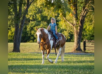 Draft Horse, Valack, 6 år, 165 cm, Tobiano-skäck-alla-färger