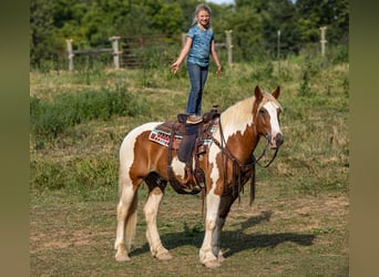 Draft Horse, Valack, 6 år, 165 cm, Tobiano-skäck-alla-färger