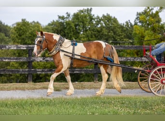 Draft Horse, Valack, 6 år, 165 cm, Tobiano-skäck-alla-färger