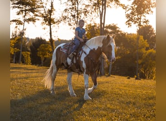 Draft Horse, Valack, 6 år, 165 cm, Tobiano-skäck-alla-färger