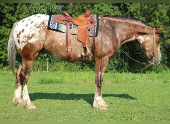 Draft Horse Blandning, Valack, 6 år, 168 cm