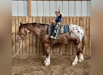 Draft Horse Blandning, Valack, 6 år, 168 cm