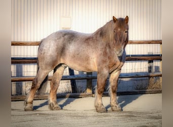 Draft Horse Blandning, Valack, 6 år, 168 cm, Rödskimmel
