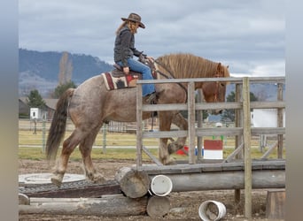 Draft Horse Blandning, Valack, 6 år, 168 cm, Rödskimmel