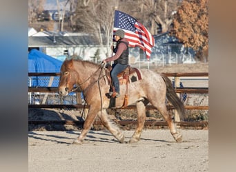 Draft Horse Blandning, Valack, 6 år, 168 cm, Rödskimmel