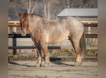 Draft Horse Blandning, Valack, 6 år, 168 cm, Rödskimmel