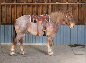 Draft Horse Blandning, Valack, 6 år, 168 cm, Rödskimmel