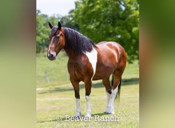 Draft Horse, Valack, 6 år, 168 cm, Tobiano-skäck-alla-färger