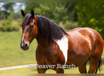 Draft Horse, Valack, 6 år, 168 cm, Tobiano-skäck-alla-färger