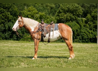 Draft Horse, Valack, 6 år, 173 cm, Pinto