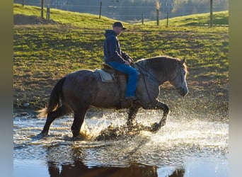 Draft Horse, Valack, 6 år, 180 cm, Grå