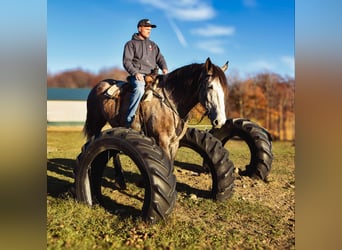 Draft Horse, Valack, 6 år, 180 cm, Grå