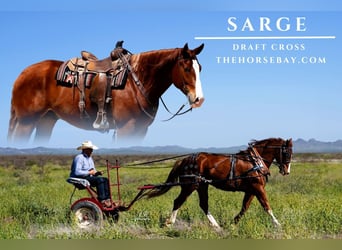 Draft Horse Blandning, Valack, 6 år, Fux