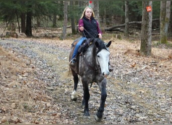 Draft Horse Blandning, Valack, 6 år, Grå