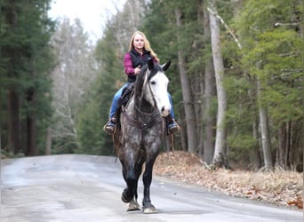 Draft Horse Blandning, Valack, 6 år, Grå