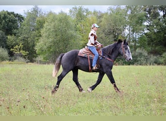 Draft Horse, Valack, 6 år, Grå