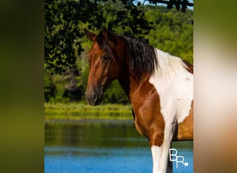 Draft Horse, Valack, 6 år, Tobiano-skäck-alla-färger