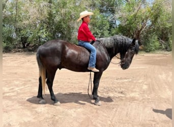 Draft Horse, Valack, 7 år, 150 cm, Grå