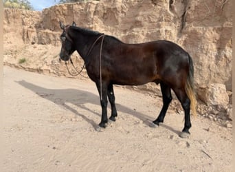 Draft Horse, Valack, 7 år, 150 cm, Grå