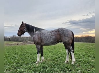 Draft Horse Blandning, Valack, 7 år, 152 cm, Brunskimmel