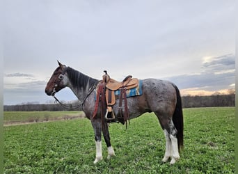 Draft Horse Blandning, Valack, 7 år, 152 cm, Brunskimmel