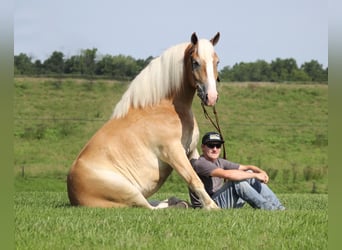Draft Horse, Valack, 7 år, 155 cm, Palomino