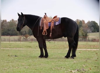 Draft Horse Blandning, Valack, 7 år, 155 cm, Svart