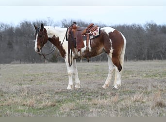 Draft Horse, Valack, 7 år, 157 cm, Tobiano-skäck-alla-färger