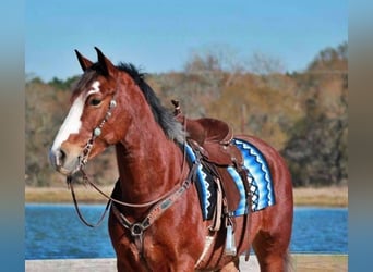 Draft Horse Blandning, Valack, 7 år, 163 cm, Brun