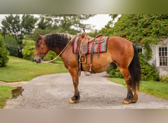 Draft Horse Blandning, Valack, 7 år, 163 cm, Brun