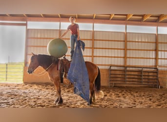 Draft Horse Blandning, Valack, 7 år, 163 cm, Brun