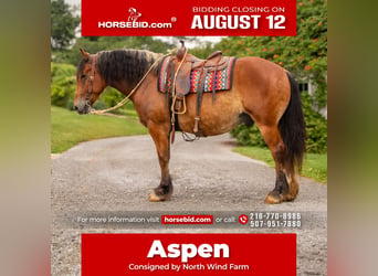 Draft Horse Blandning, Valack, 7 år, 163 cm, Brun