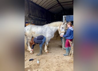 Draft Horse, Valack, 7 år, 163 cm, Gråskimmel